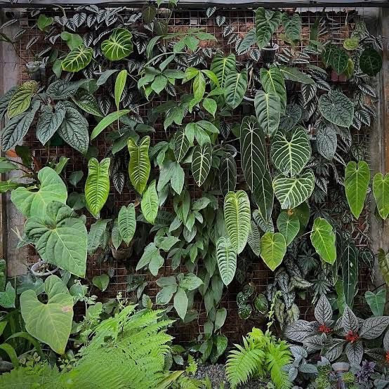 Proposta de Jardim Vertical para o Restaurante Hanoi