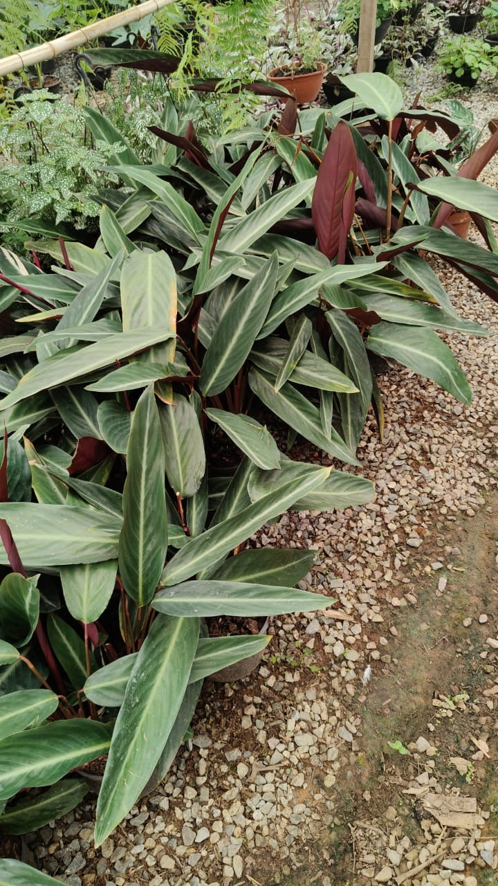 Stromanthe thalia - Maranta Tália