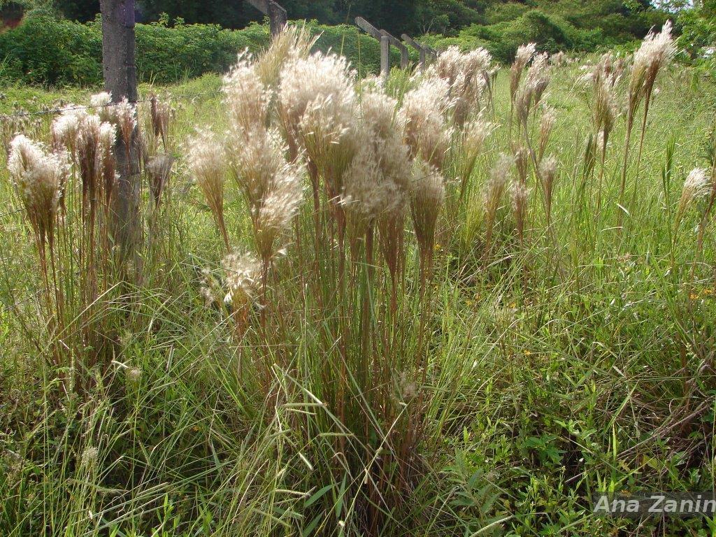 Andropogon bicornis