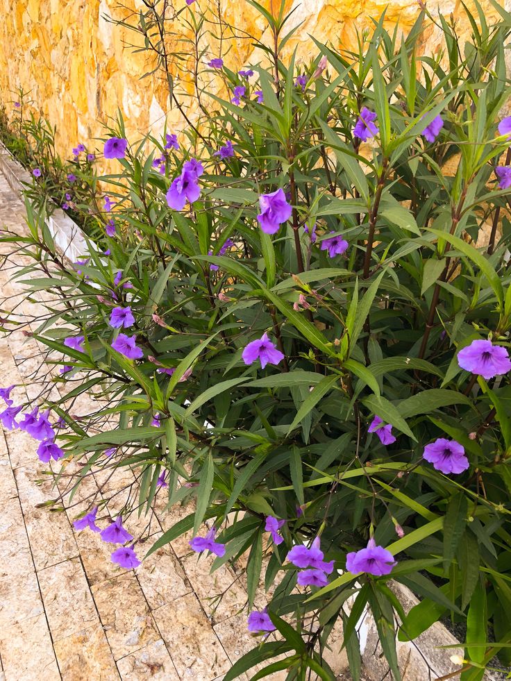 Ruelia Azul - Ruellia coerulea