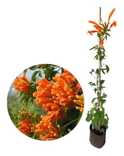 Pyrostegia venusta (cipó de são João)