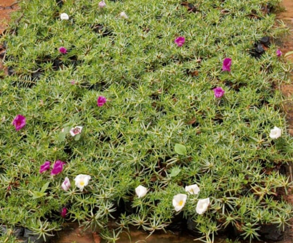 Portulaca grandiflora (onze horas dobrada)