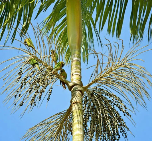 Euterpe edulis - juçara