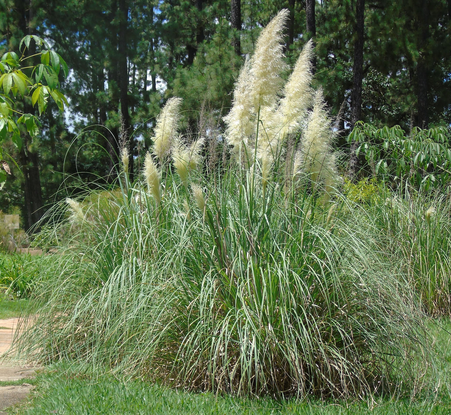 Cotaderia selloana