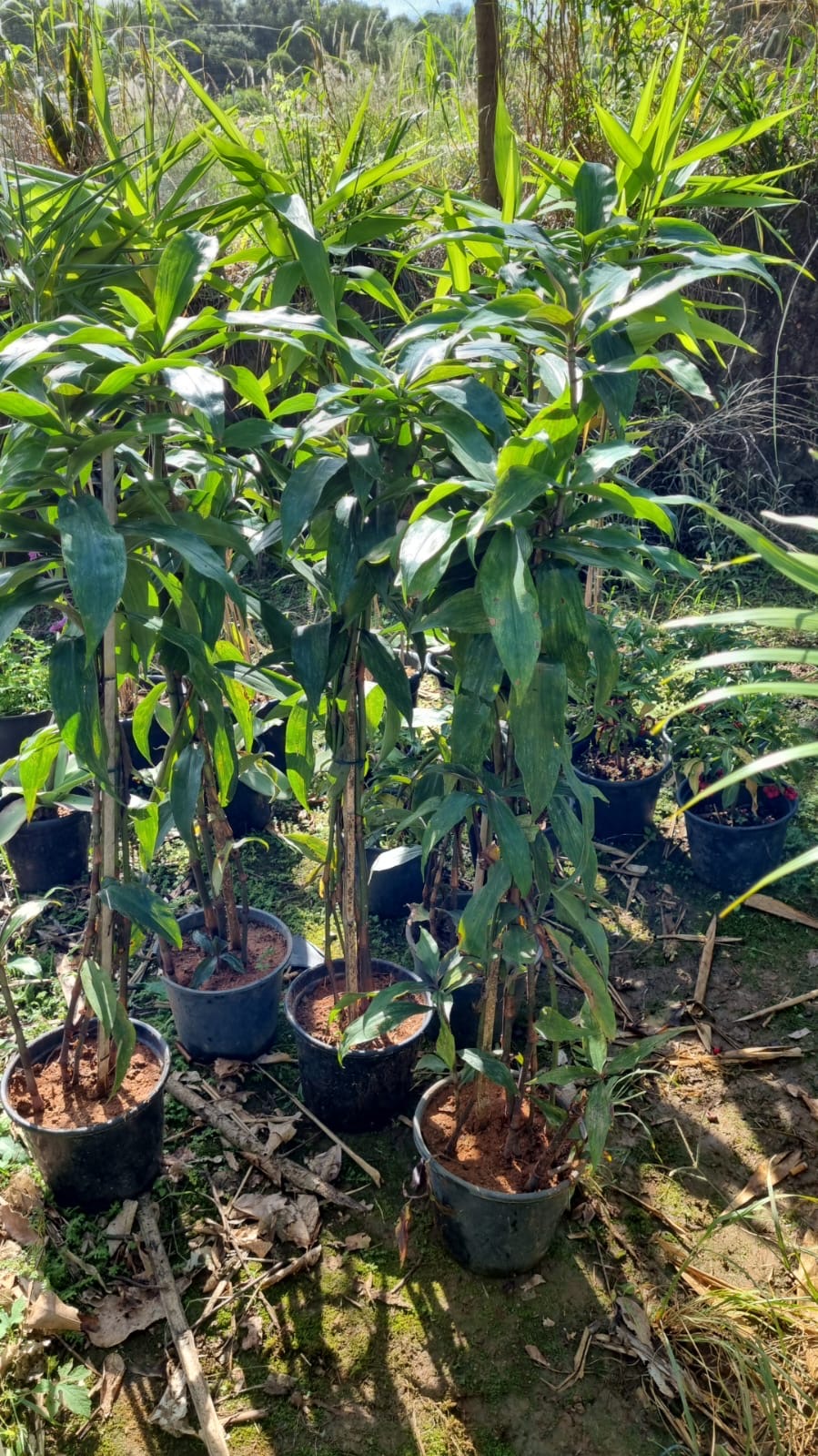 Dichorisandra thyrsiflora