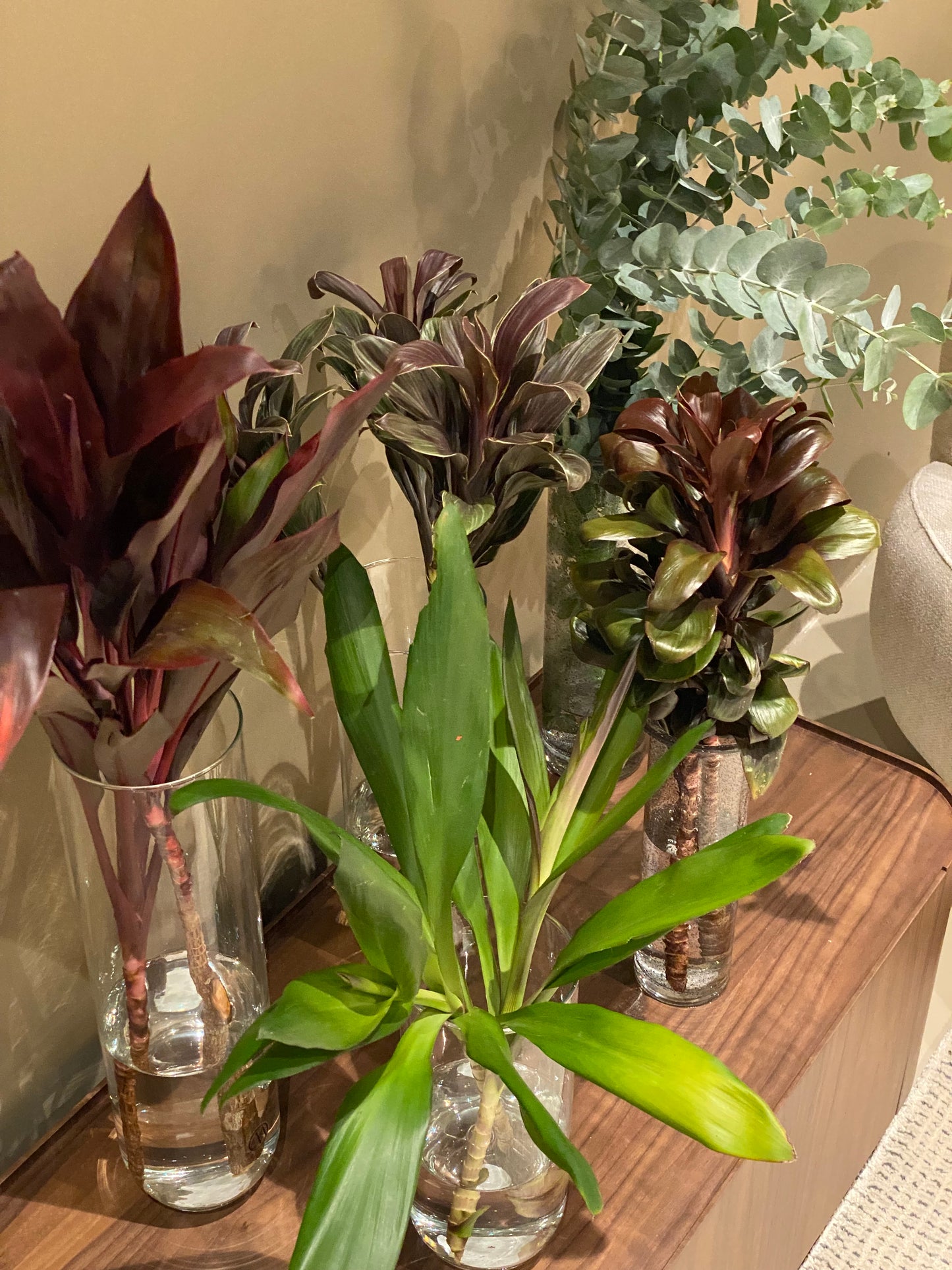 Plantas de Corte