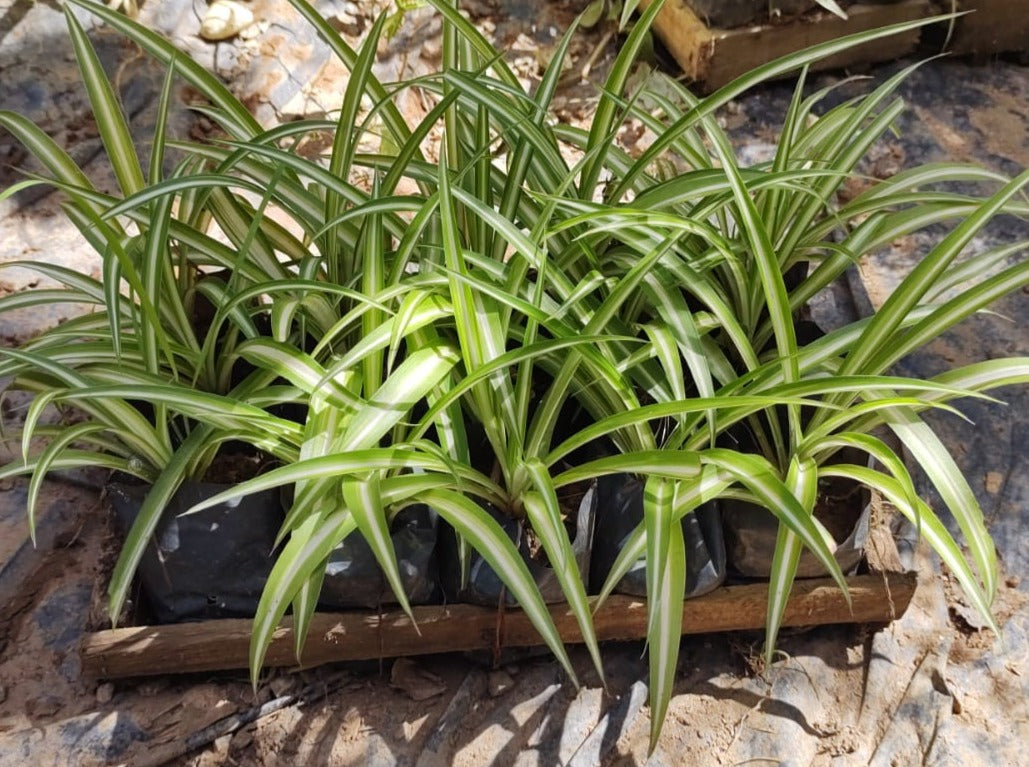 Chlorophytum comosum