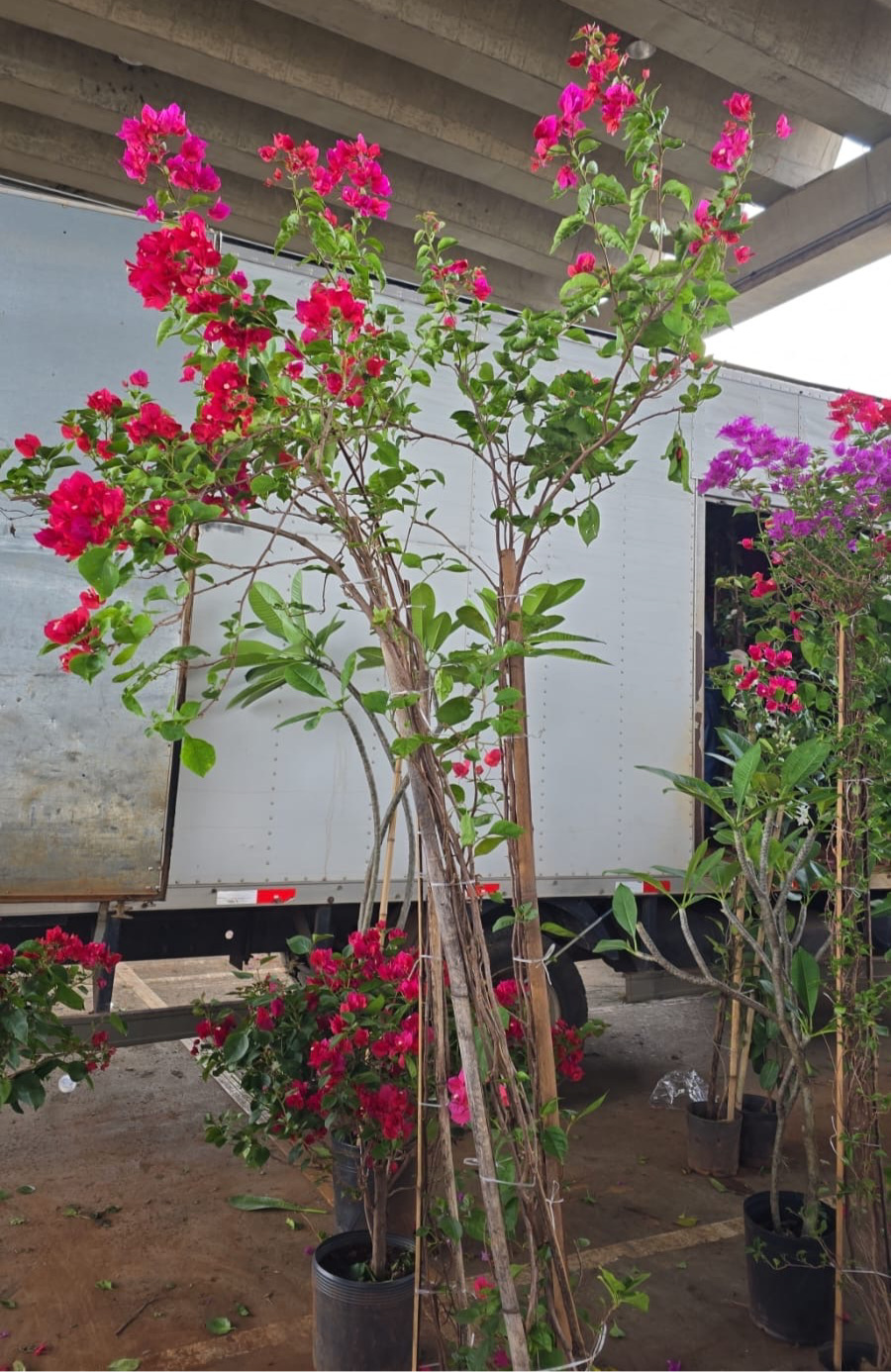 Primavera – Bougainvillea glabra