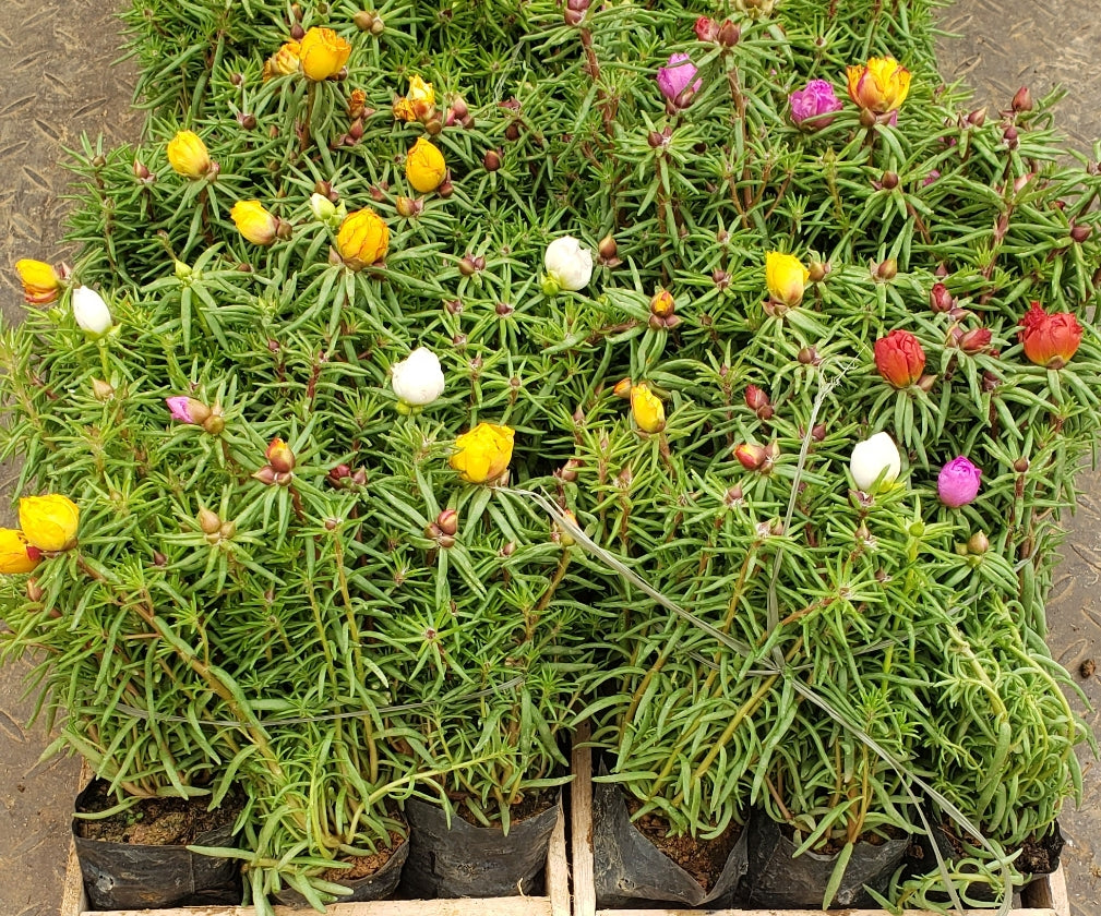 Portulaca grandiflora (onze horas dobrada)