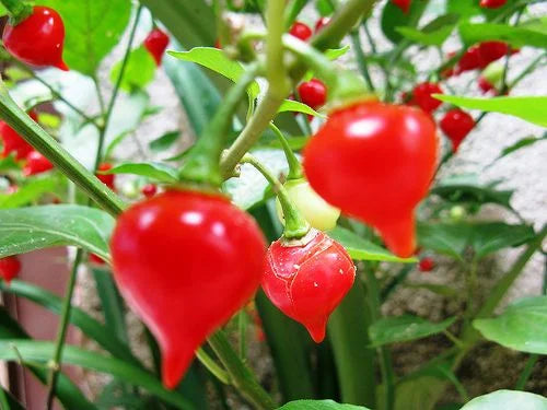 Pimenta Biquinho