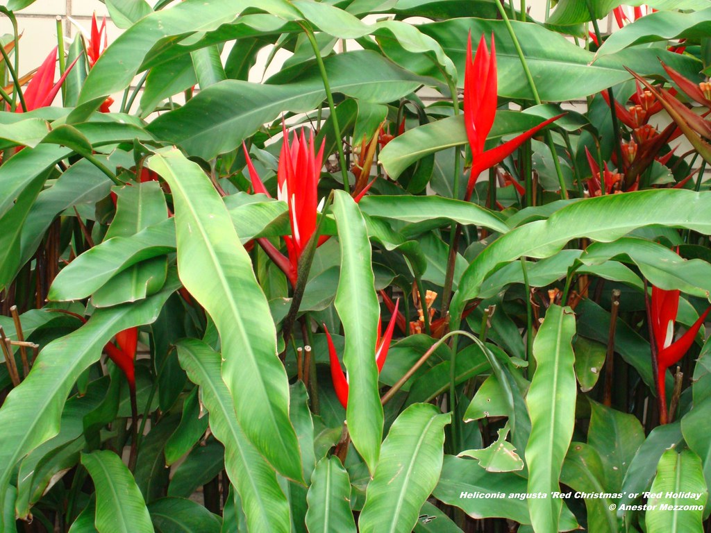 Helicônia Angusta