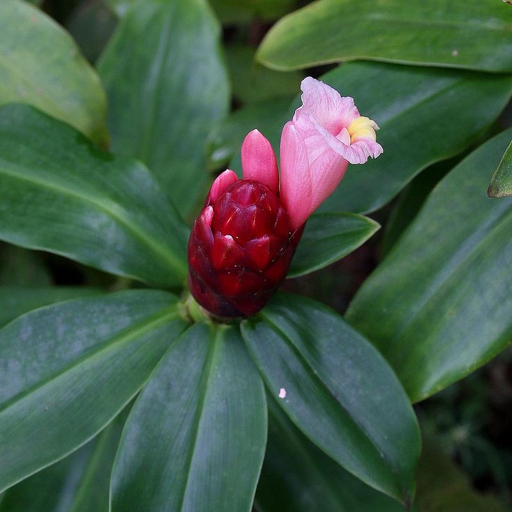 Costus Spiralis