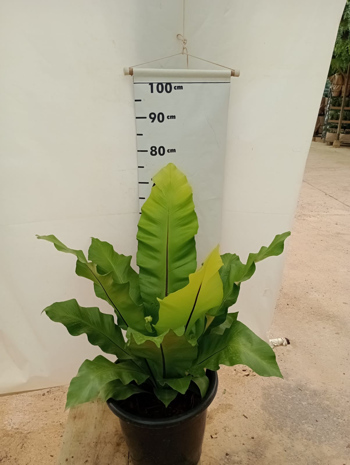 Asplenium