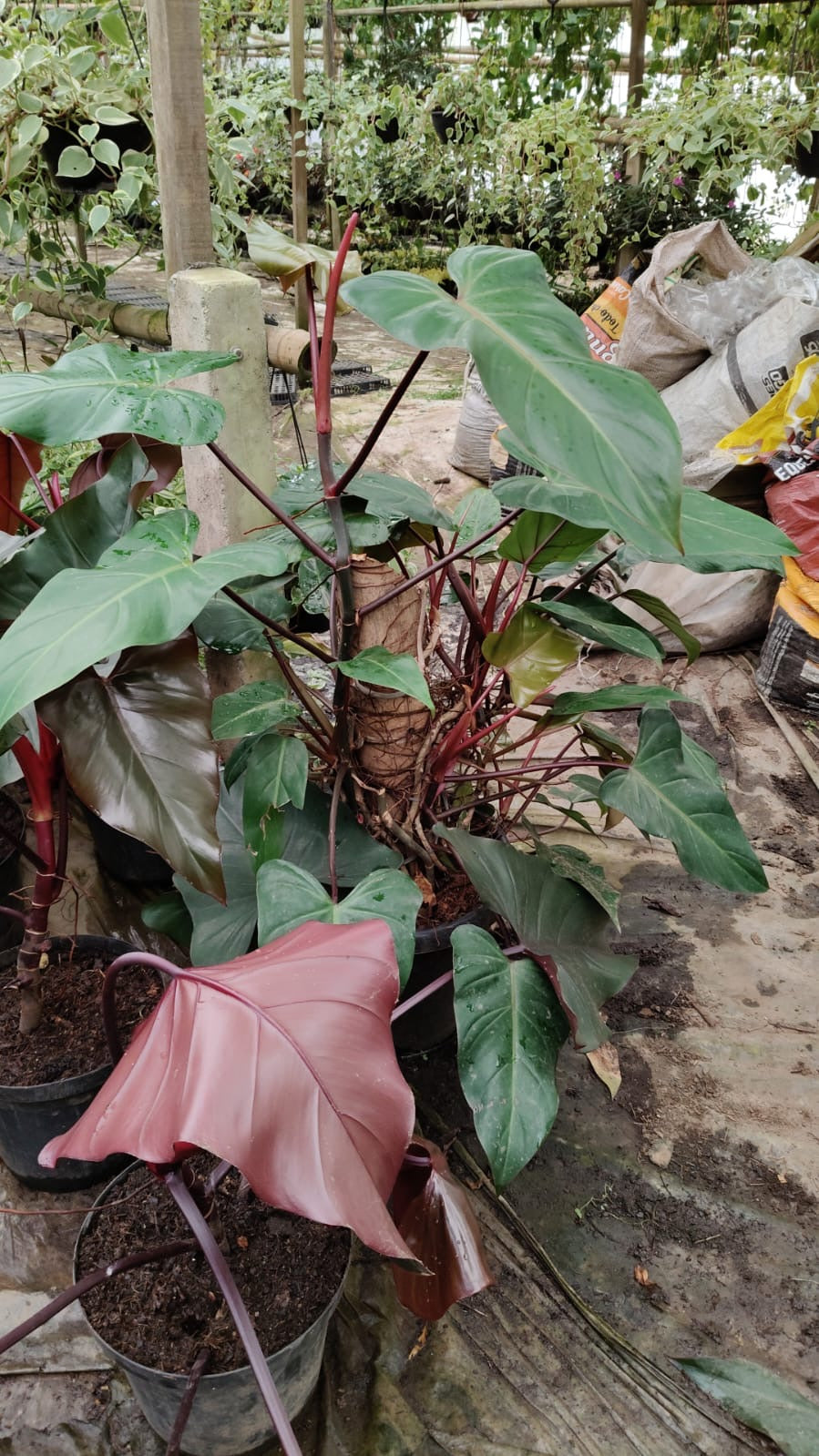 Philodendron erubescens