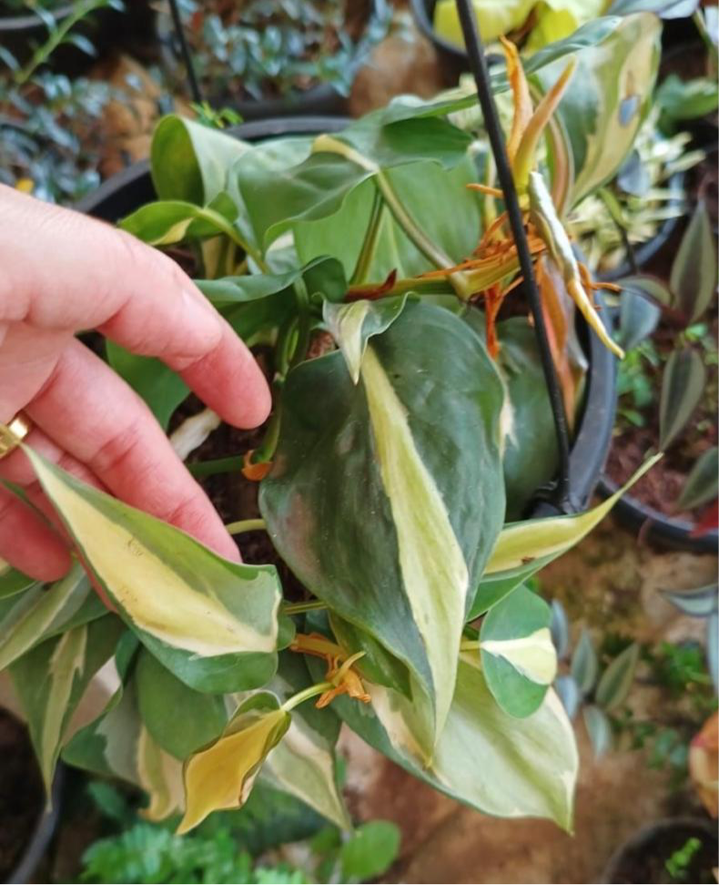 Philodendron cordatum