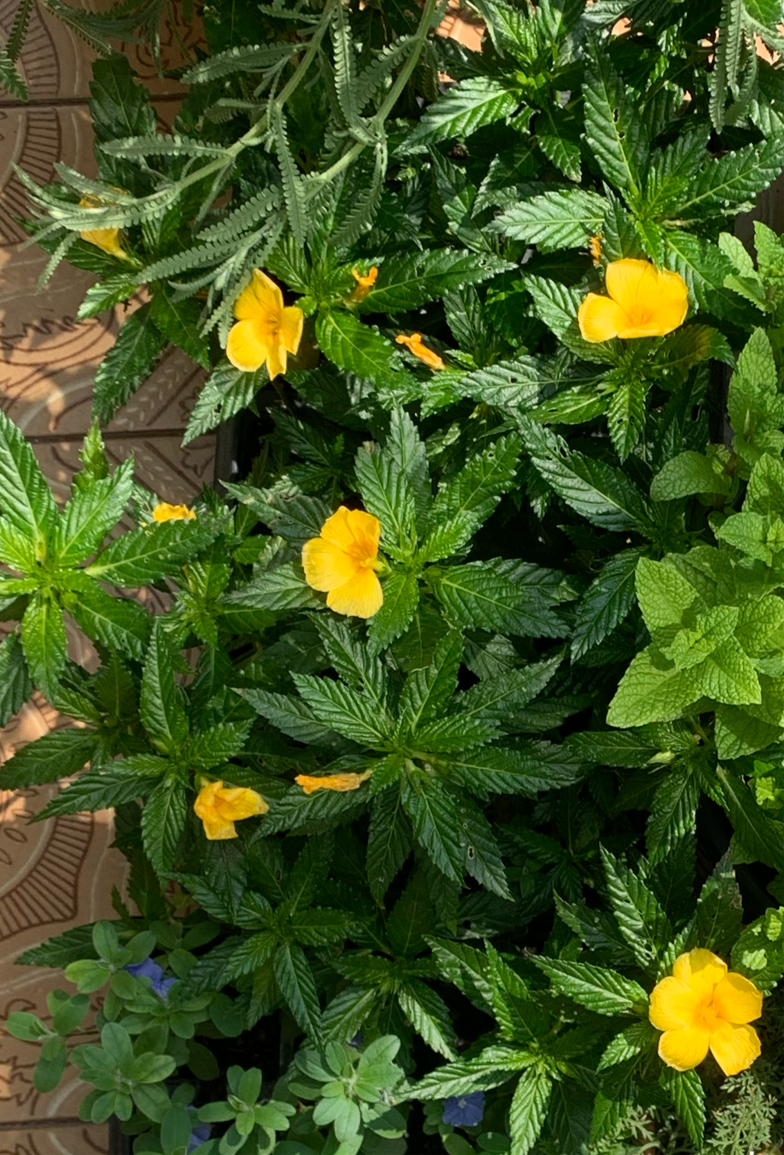 Damiana (Turnera diffusa)