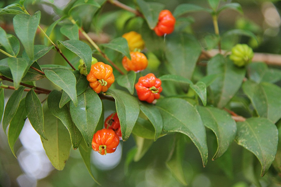 Eugenia uniflora - Pitangueira