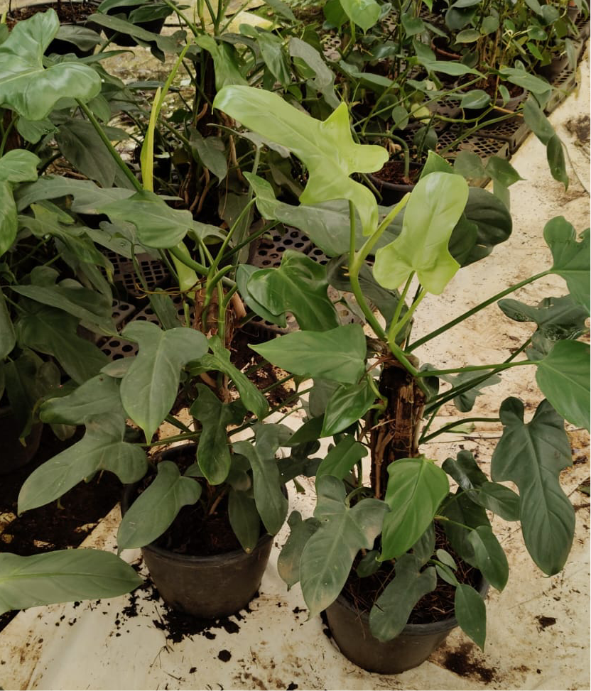 Philodendron Panduriforme