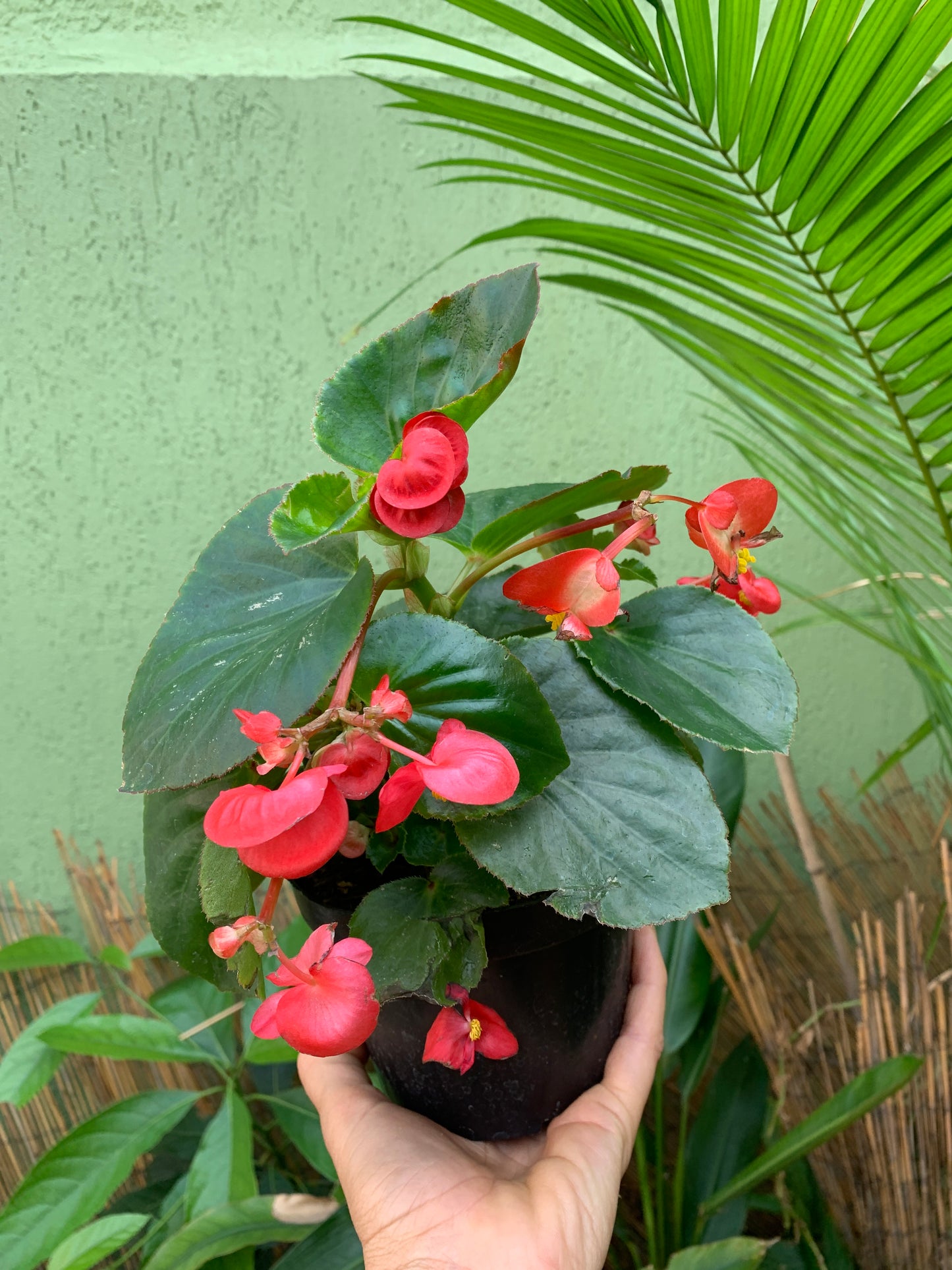 Begônia Semperflorens
