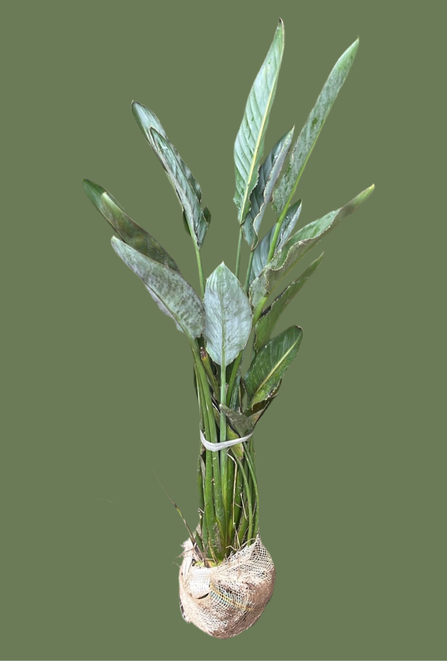 Strelitzia reginae