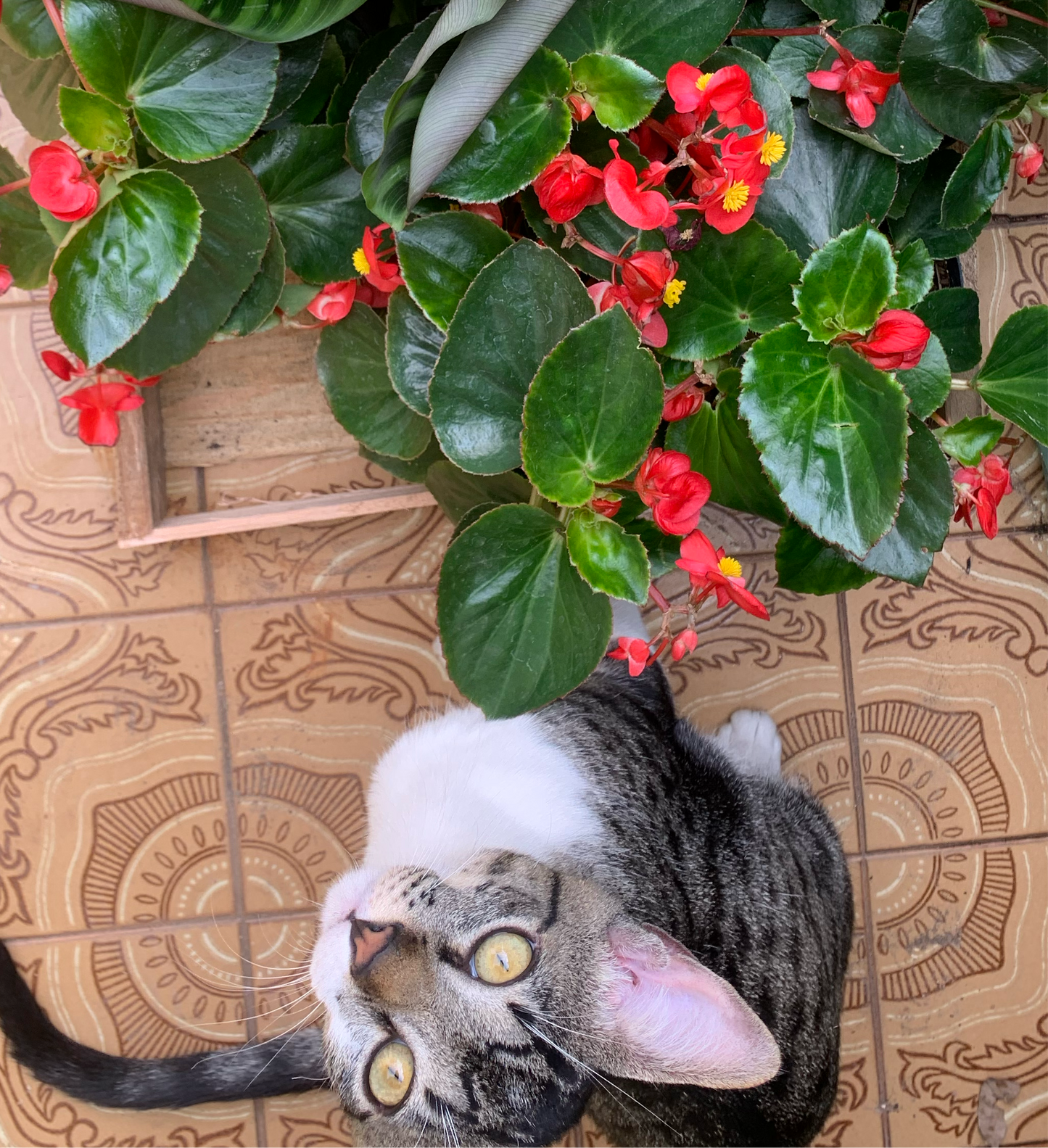 Begônia Semperflorens