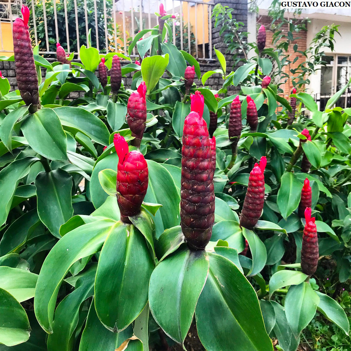 Costus Spiralis
