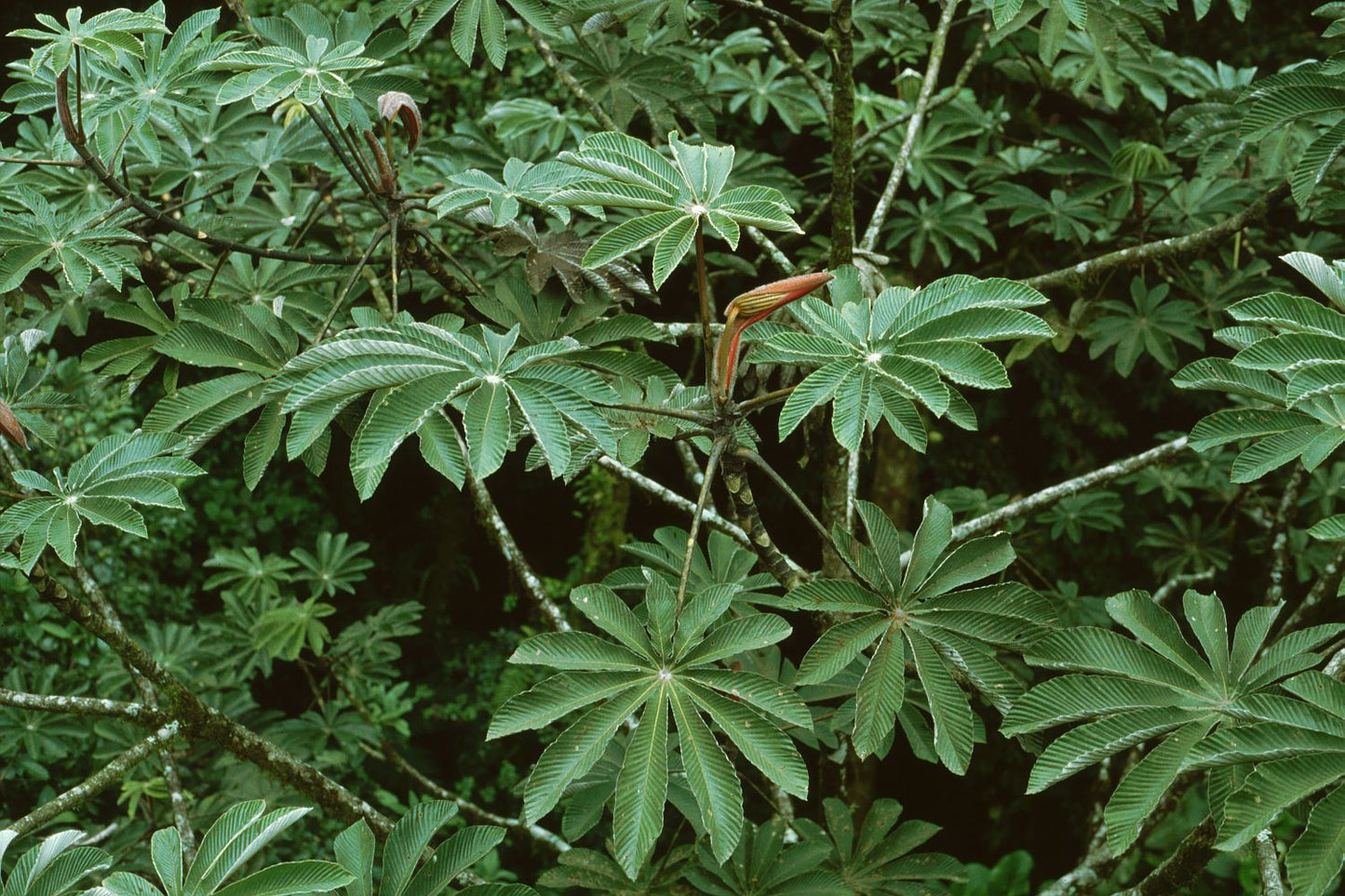 Embaúba - Cecropia