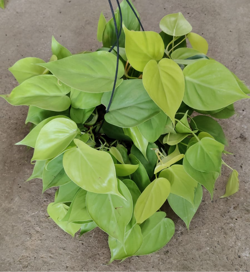 Philodendron cordatum