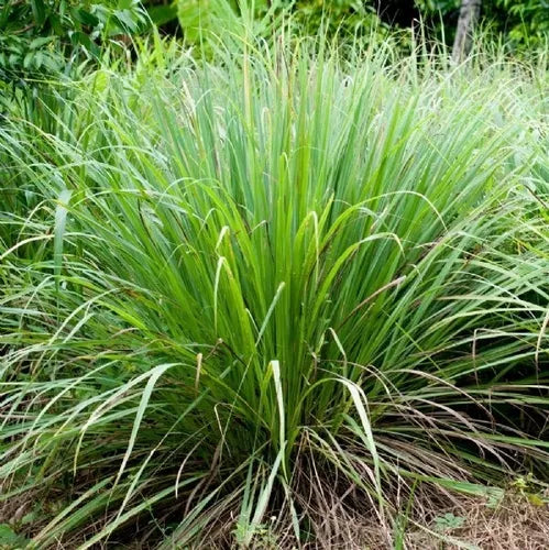 Capim Cidreira - Cymbopogon citratus