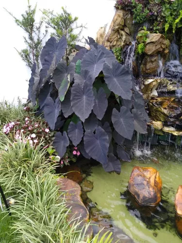 Colocasia esculenta