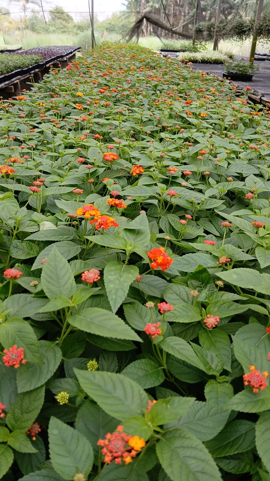Lantana câmara