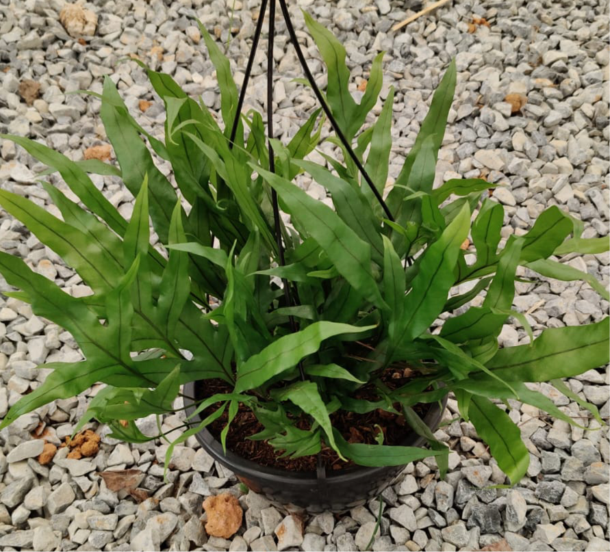 Samambaia Jamaica - Phymatosorus scolopendria