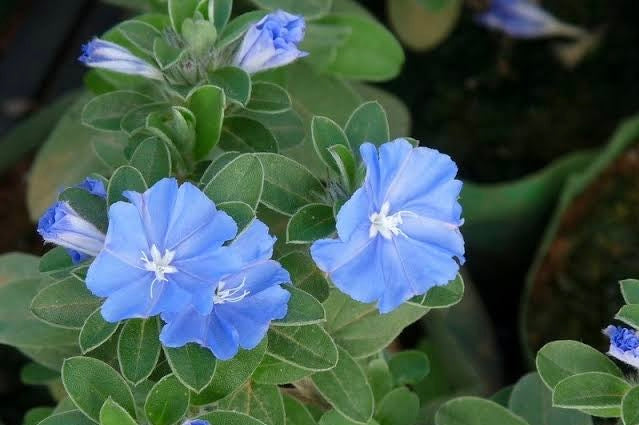 Azulzinha (Evolvulus glomeratus)