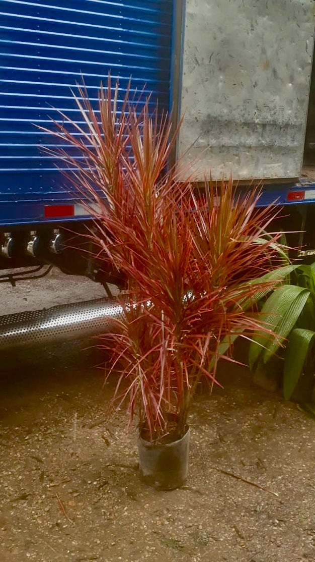 Dracaena marginata (tricolor)
