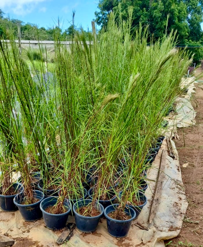 Andropogon bicornis - Capim-rabo-de-burro