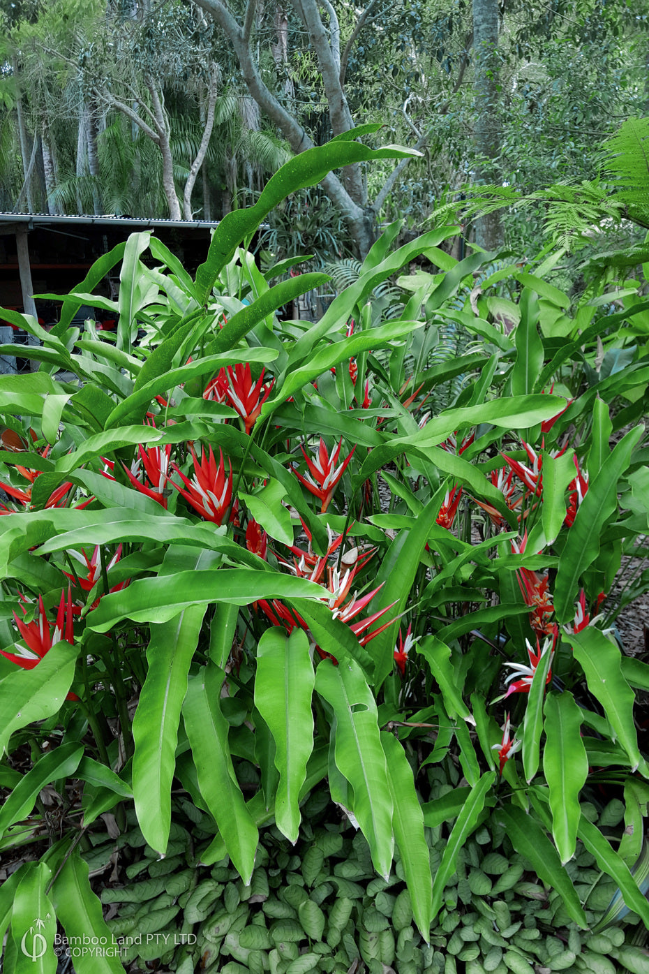 Helicônia Angusta