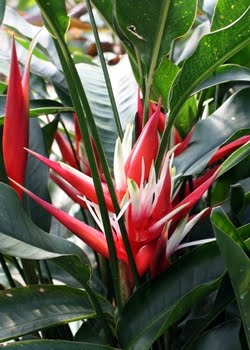 Helicônia Angusta