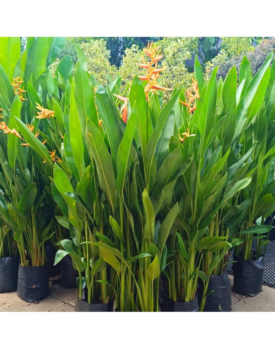 Heliconia Nickeriensis