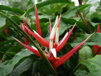 Helicônia Angusta