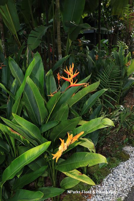 Heliconia Nickeriensis