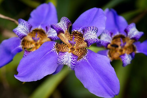 ÍRIS DA PRAIA (Neomarica candida)