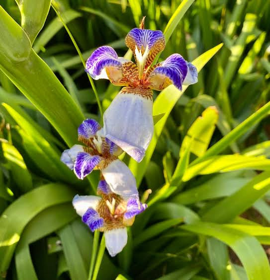 ÍRIS DA PRAIA (Neomarica candida)