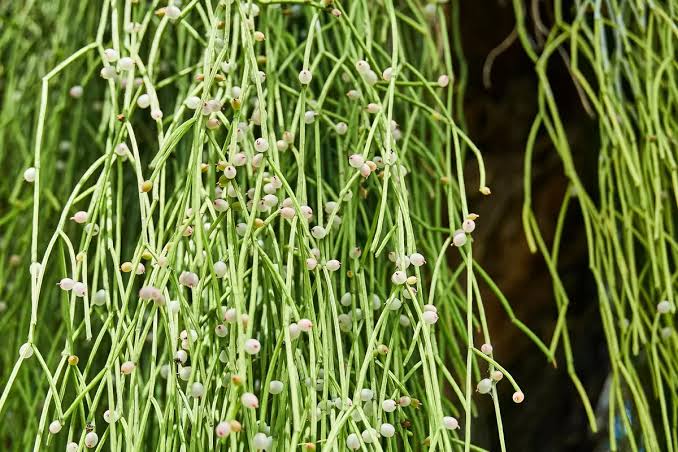 Rhipsalis baccifera