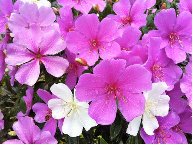 Manacá da Serra (Tibouchina mutabilis)
