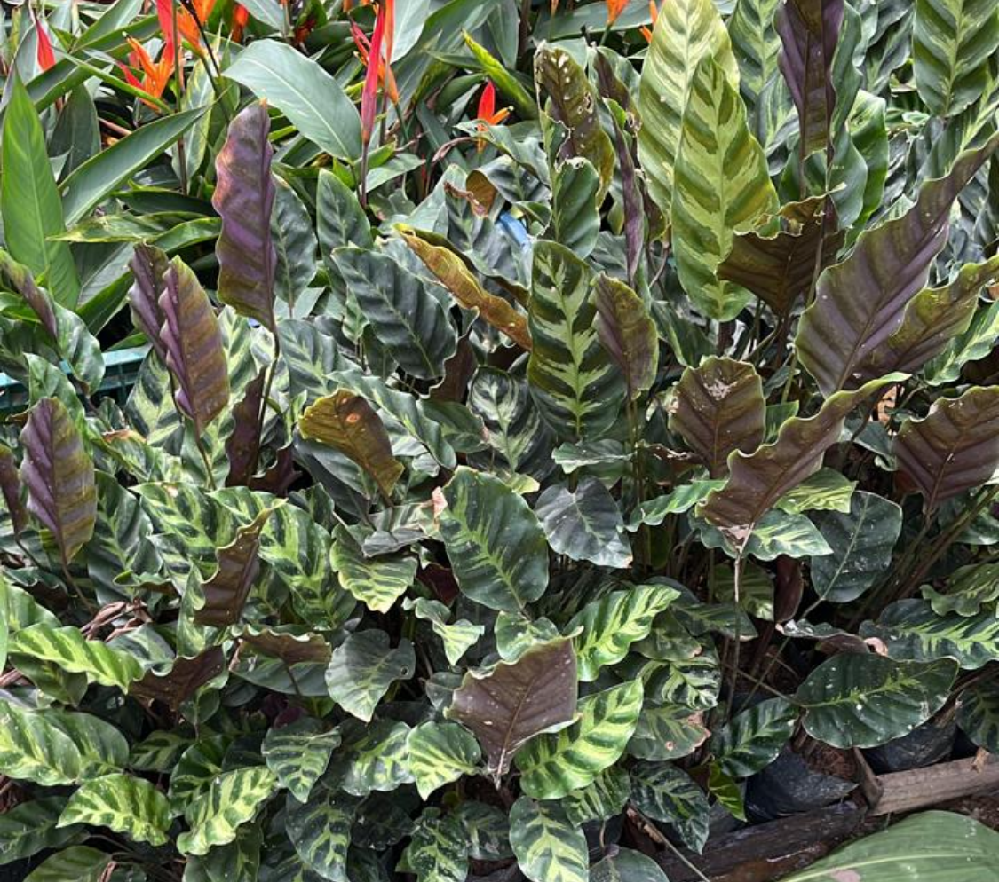Calathea lancifolia - Maranta cascavel