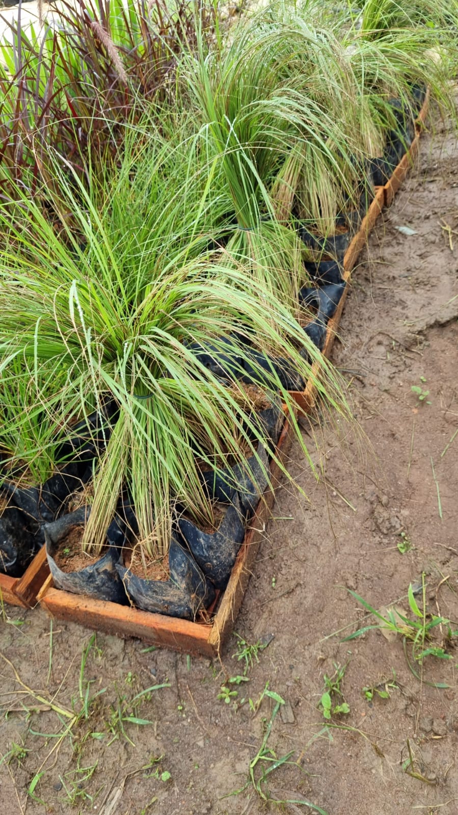 Aristida jubata (Arechav.) Herter (POACEAE)