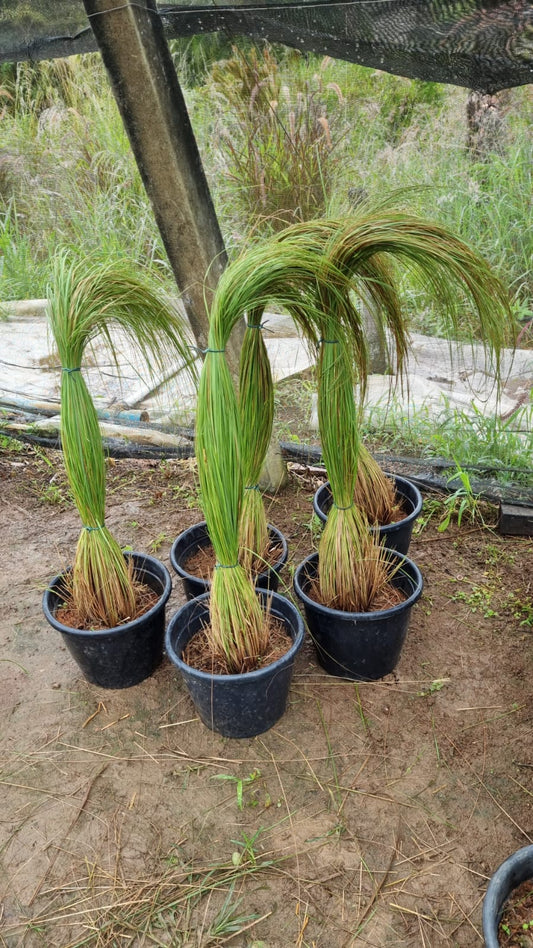 Aristida jubata (Arechav.) Herter (POACEAE)