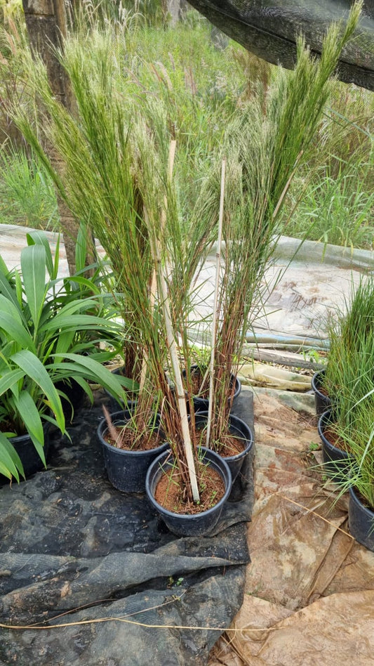 Andropogon bicornis - Capim-rabo-de-burro