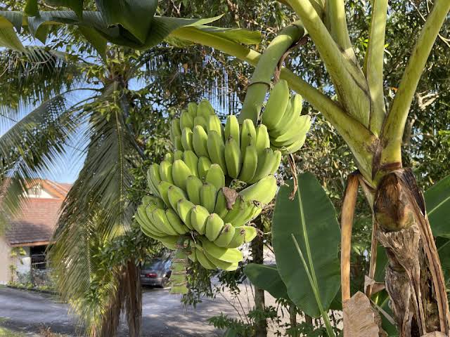 Bananeira