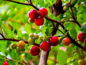 ACEROLA
Malpighia emarginata